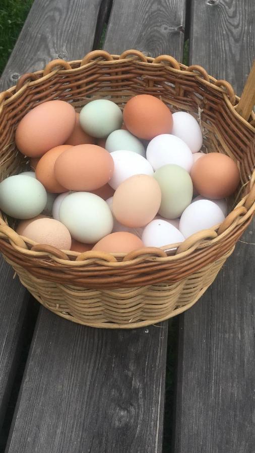 Ferienhof Weber Nieratz Wangen im Allgäu المظهر الخارجي الصورة