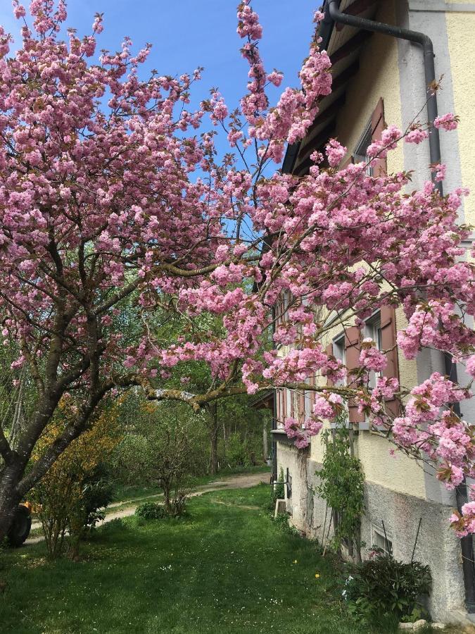Ferienhof Weber Nieratz Wangen im Allgäu المظهر الخارجي الصورة