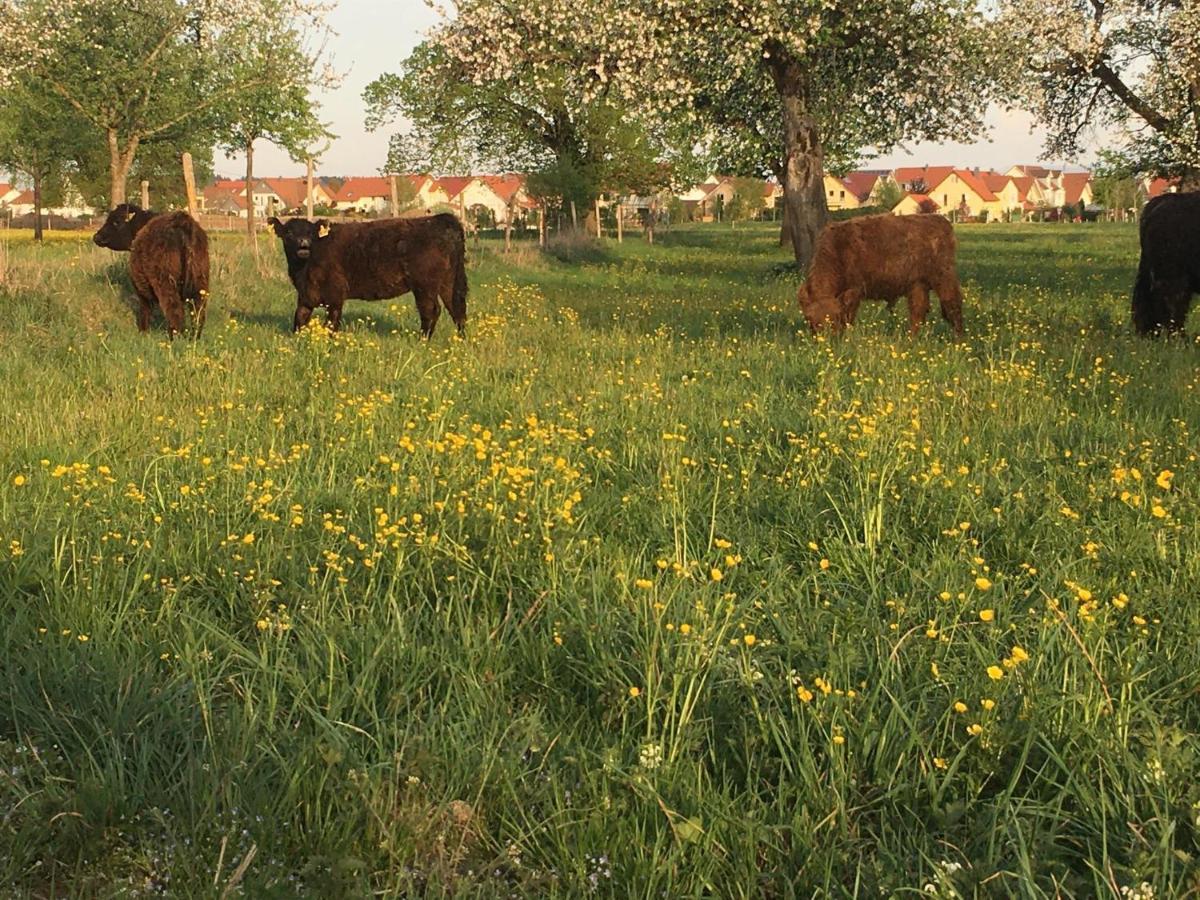 Ferienhof Weber Nieratz Wangen im Allgäu المظهر الخارجي الصورة