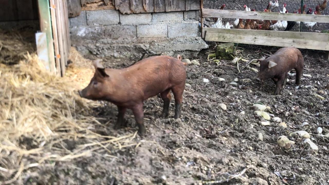 Ferienhof Weber Nieratz Wangen im Allgäu المظهر الخارجي الصورة